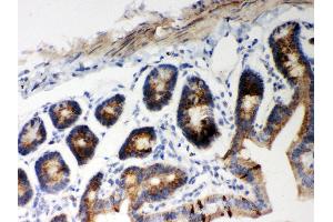 Anti- Hsp60 Picoband antibody, IHC(P) IHC(P): Mouse Intestine Tissue (HSPD1 antibody  (AA 260-496))