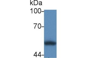 Western Blot; Sample: Human HL60 cell lysate; Primary Ab: 2µg/mL Rabbit Anti-Human CRT Antibody Second Ab: 0. (Calreticulin antibody  (AA 18-193))