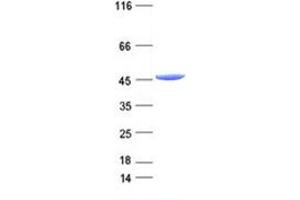 Validation with Western Blot (Isocitrate Dehydrogenase Protein (IDH) (DYKDDDDK Tag))