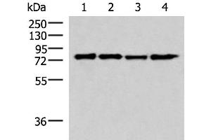 Western blot analysis of 293T cell lysates using AKAP17A Polyclonal Antibody at dilution of 1:650 (SFRS17A antibody)