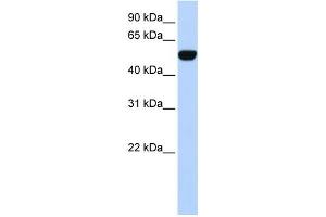 Western Blotting (WB) image for anti-BTB (POZ) Domain Containing 10 (BTBD10) antibody (ABIN2458142) (BTBD10 antibody)