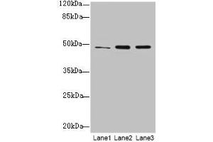 Western blot All lanes: GPR83 antibody at 2 μg/mL Lane 1: HCT116 whole cell lysate Lane 2: U87 whole cell lysate Lane 3: MCF-7 whole cell lysate Secondary Goat polyclonal to rabbit IgG at 1/10000 dilution Predicted band size: 49 kDa Observed band size: 49 kDa (GPR83 antibody  (AA 349-423))