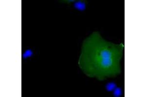 Image no. 1 for anti-RAB17, Member RAS Oncogene Family (RAB17) antibody (ABIN1500538) (RAB17 antibody)