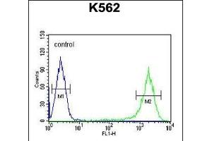 GAGE7 Antibody (C-term) (ABIN653712 and ABIN2843026) flow cytometric analysis of K562 cells (right histogram) compared to a negative control cell (left histogram). (G Antigen 7 antibody  (C-Term))