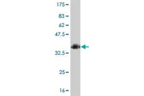 HOXC10 antibody  (AA 158-257)