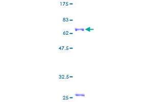 NDUFA10 Protein (AA 1-355) (GST tag)