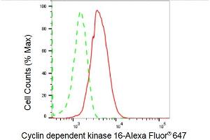 Flow cytometric analysis of Cyclin dependent kinase 16 expression in HepG2 cells using Cyclin dependent kinase 16 antibody (ABIN7798208), 1:2,000).