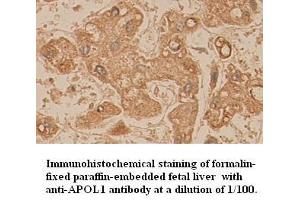Image no. 1 for anti-Apolipoprotein L, 1 (APOL1) (AA 39-53) antibody (ABIN791085) (APOL1 antibody  (AA 39-53))