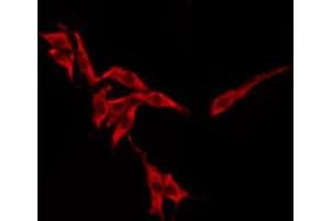 ABIN6276243 staining HeLa by IF/ICC. (OR10H1 antibody  (Internal Region))