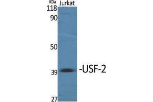 Western Blot (WB) analysis of specific cells using USF-2 Polyclonal Antibody. (USF2 antibody  (Internal Region))