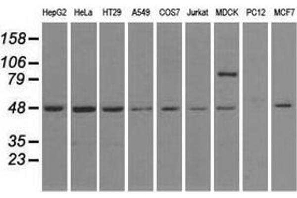 LEMD3 antibody