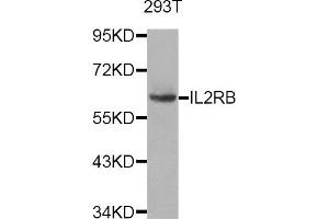 Western Blotting (WB) image for anti-Interleukin 2 Receptor, beta (IL2RB) antibody (ABIN1882334) (IL2 Receptor beta antibody)