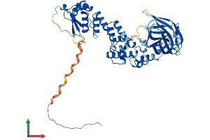 AlphaFold protein structure predicition of Mouse Recombinant Btbd1 Protein, UniprotID P58544 (BTBD1 Protein (AA 1-488) (His tag))