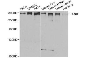 Western blot analysis of extracts of various cell lines, using FLNB antibody (ABIN1872702) at 1:1000 dilution. (FLNB antibody)