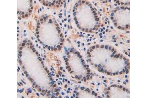 Used in DAB staining on fromalin fixed paraffin- embedded Kidney tissue (Geminin antibody  (AA 1-209))