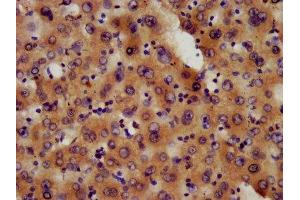 IHC image of ABIN7163609 diluted at 1:600 and staining in paraffin-embedded human liver tissue performed on a Leica BondTM system. (PAFAH1B3 antibody  (AA 103-187))