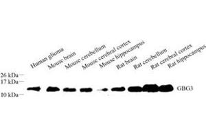 Western blot analysis of GBG3 (ABIN7073992) at dilution of 1: 500 (G Gamma3 antibody)