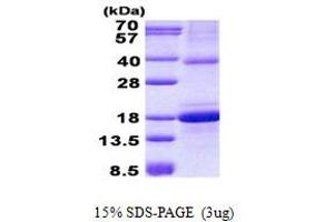 Image no. 1 for C-Type Lectin Domain Family 2, Member D (CLEC2D) protein (His tag) (ABIN1098758)