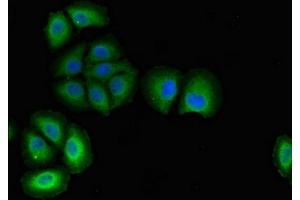 Immunofluorescent analysis of A549 cells using ABIN7163724 at dilution of 1:100 and Alexa Fluor 488-congugated AffiniPure Goat Anti-Rabbit IgG(H+L) (PODXL antibody  (AA 32-458))