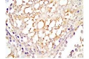 Rat testis tissue was stained by Rabbit Anti-INSL5 C Peptide (Human) Antibody (INSL5 antibody  (Preproprotein))