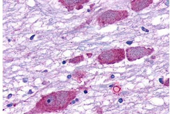 GPR162 antibody  (Extracellular Domain)