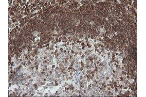 Image no. 2 for anti-Differentially Expressed in FDCP 6 Homolog (DEF6) antibody (ABIN1497808) (DEF6 antibody)