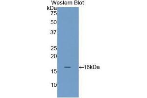 Western Blotting (WB) image for anti-Filamin B, beta (FLNB) (AA 2061-2193) antibody (ABIN1858902) (FLNB antibody  (AA 2061-2193))