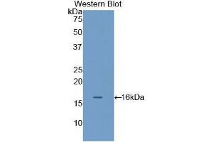 Western Blotting (WB) image for anti-Filamin B, beta (FLNB) (AA 2061-2193) antibody (ABIN1858902) (FLNB antibody  (AA 2061-2193))