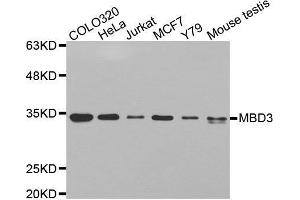 Western blot analysis of extracts of various cell lines, using MBD3 antibody. (MBD3 antibody  (AA 1-255))