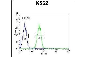 EFHC2 Antibody (N-term) (ABIN653713 and ABIN2843027) flow cytometric analysis of K562 cells (right histogram) compared to a negative control cell (left histogram). (EFHC2 antibody  (N-Term))