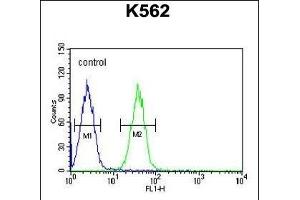 EFHC2 Antibody (N-term) (ABIN653713 and ABIN2843027) flow cytometric analysis of K562 cells (right histogram) compared to a negative control cell (left histogram).