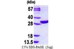 Image no. 1 for EMG1 Nucleolar Protein Homolog (EMG1) protein (His tag) (ABIN1098327) (EMG1 Protein (His tag))