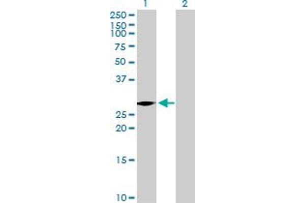 VENTX antibody  (AA 1-258)