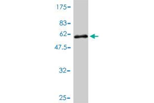 CENPQ antibody  (AA 1-268)