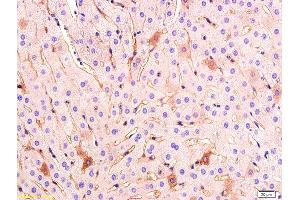 Formalin-fixed and paraffin embedded rabbit liver tissue labeled with Anti VEGF Polyclonal Antibody,Unconjugated (ABIN674829) at 1:200 followed by conjugation to the secondary antibody and DAB staining. (VEGF antibody)