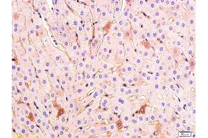 Formalin-fixed and paraffin embedded rabbit liver tissue labeled with Anti VEGF Polyclonal Antibody,Unconjugated (ABIN674829) at 1:200 followed by conjugation to the secondary antibody and DAB staining.