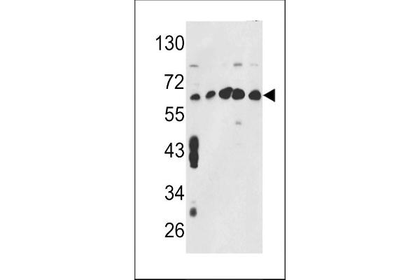 CCT3 Antikörper  (AA 298-326)