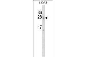 Western blot analysis in U937 cell line lysates (35ug/lane). (SRA1 antibody  (C-Term))