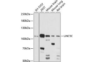 Western blot analysis of extracts of various cell lines, using UNC5C antibody (ABIN7271216) at 1:1000 dilution. (Unc5c antibody  (AA 300-360))