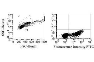 Intracellular detection of granzyme K in humanPBMC. (GZMK antibody)