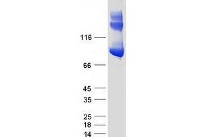 Validation with Western Blot (ALDH1L1 Protein (Myc-DYKDDDDK Tag))