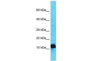 Host: Rabbit  Target Name: Ap4s1  Sample Tissue: Mouse Stomach lysates  Antibody Dilution: 1. (AP4S1 antibody  (N-Term))