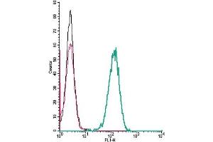 anti-Chemokine (C-X-C Motif) Receptor 1 (CXCR1) (AA 2-16), (Extracellular) antibody