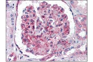 Immunohistochemistry: UBA52 antibody staining of Formalin-Fixed, Paraffin-Embedded Human Kidney followed by biotinylated goat anti-rabbit IgG secondary antibody, alkaline phosphatase-streptavidin and chromogen. (UBA52 antibody  (N-Term))