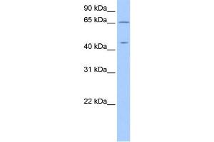 Human 721_B; WB Suggested Anti-ZPLD1 Antibody Titration: 0. (ZPLD1 antibody  (C-Term, Isoform 2))