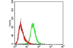 Flow cytometric analysis of THP-1 cells using CD5 mouse mAb (green) and negative control (red). (CD5 antibody  (AA 403-495))