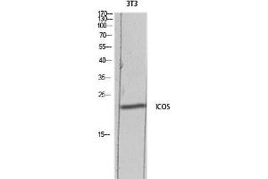 Western Blot (WB) analysis of 3T3 lysis using ICOS antibody. (ICOS antibody)