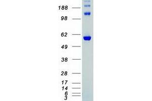 Validation with Western Blot (CHEK2 Protein (Transcript Variant 1) (Myc-DYKDDDDK Tag))