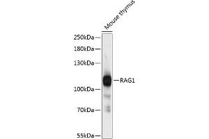 Western blot analysis of extracts of mouse thymus, using R antibody (ABIN6132616, ABIN6146660, ABIN6146661 and ABIN6216355) at 1:3000 dilution. (RAG1 antibody  (AA 1-270))