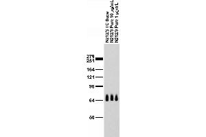 Adult rat brain immunoblot.